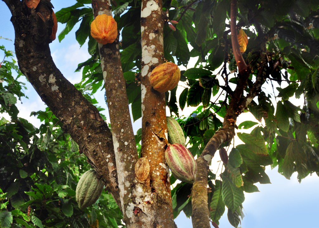Cacao forest in Ecuador