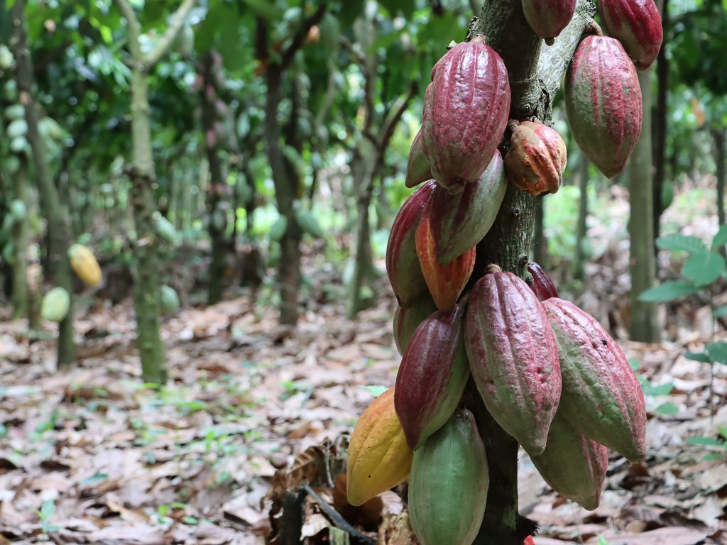 Cacao growing in Ghana, West Africa