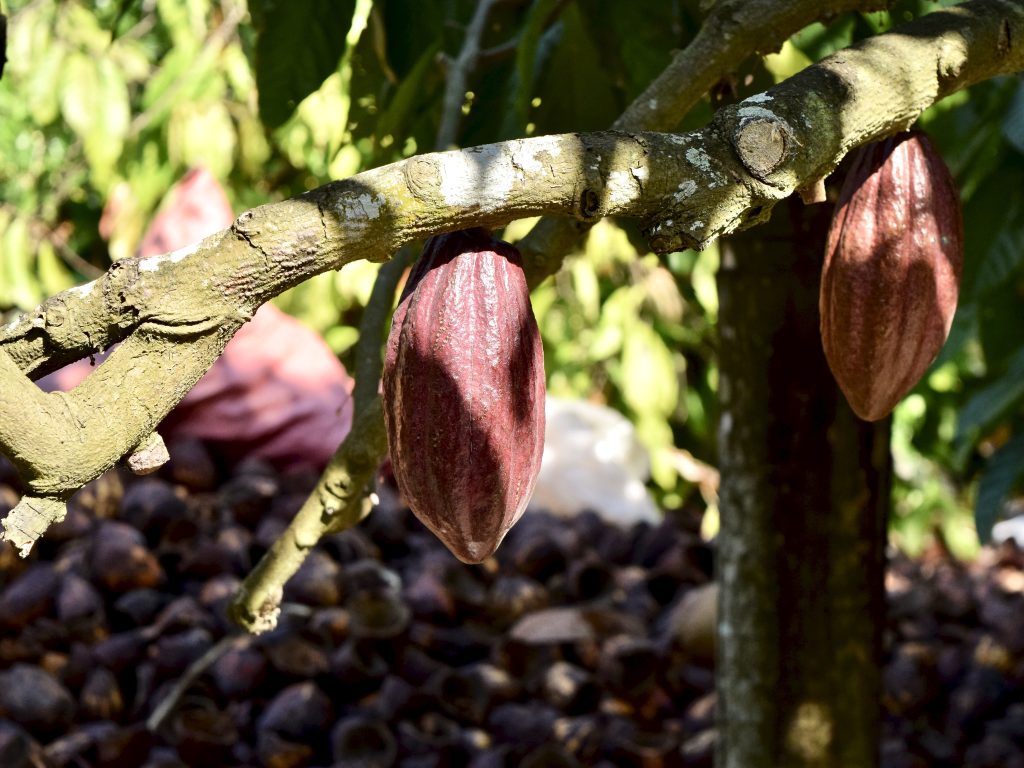Cacao tree with pods in Vietnam